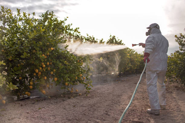 Trusted Kingston, IL Pest Control Experts