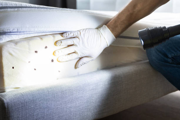 Best Affordable Pest Control Services  in Kingston, IL