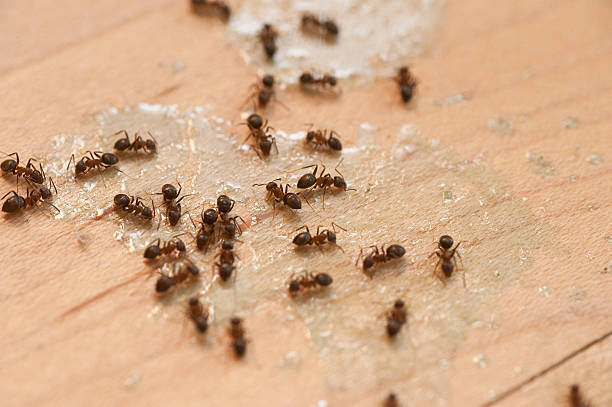 Flea Control Services in Kingston, IL
